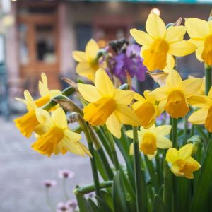 Most Fragrant Daffodils, Fragrant Daffodils, Fragrant Narcissus, Fragrant Bulbs, Fragrant Spring Bulbs., Best Daffodils, Best Narcissus, Naturalizing Bulbs, perennial Bulbs