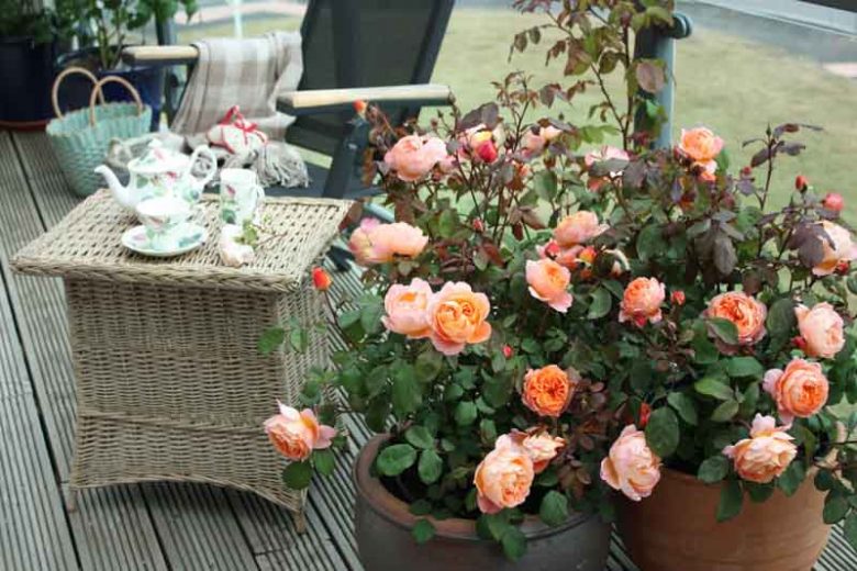 Best David Austin Roses, David Austin Fragrant Roses, Top Roses for containers, Best Fragrant Roses for containers, Fragrant Roses for containers, container Gardening