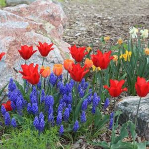 Naturalizing bulbs, Bulbs that come back, Perennial Bulbs, Bulbs for Rock Gardens, Perennial Crocus, Perennial Narcissus, Perennial Tulips, Perennial Galanthus, Perennial Anemones, Snowdrops, Bulbs in Rock Gardens