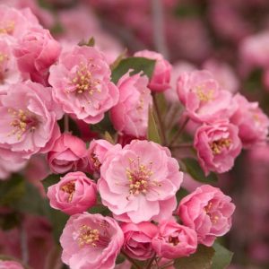 Malus, Crabapples, Crab Apples, Spring Flowering Trees, Disease resistant Crabapples, spring flowers, pink flowers, White flowers, Fragrant Trees