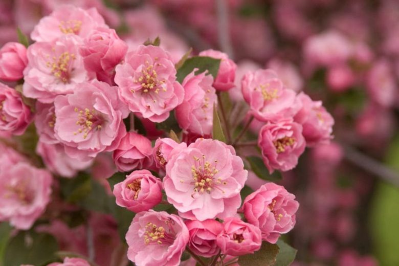 Malus, Crabapples, Crab Apples, Spring Flowering Trees, Disease resistant Crabapples, spring flowers, pink flowers, White flowers, Fragrant Trees