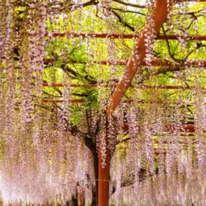 Chinese Wisteria, Japanese Wisteria, Silky Wisteria, Wisteria Sinensis, Wisteria Floribunda, Wisteria Brachybotrys, Fragrant vines, Fragrant flowers