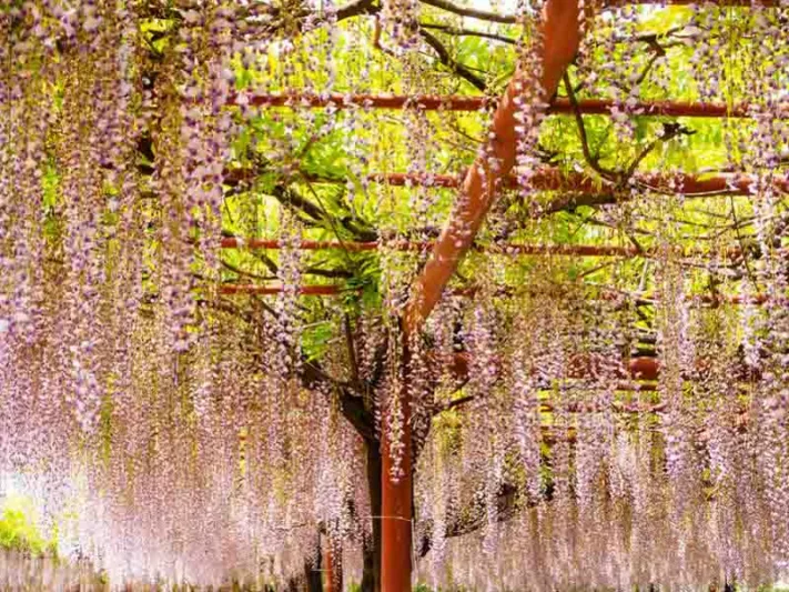 Chinese Wisteria, Japanese Wisteria, Silky Wisteria, Wisteria Sinensis, Wisteria Floribunda, Wisteria Brachybotrys, Fragrant vines, Fragrant flowers