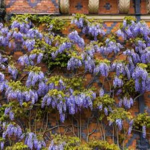 Chinese Wisteria, Japanese Wisteria, Silky Wisteria, Wisteria Sinensis, Wisteria Floribunda, Wisteria Brachybotrys, Fragrant vines, Fragrant flowers