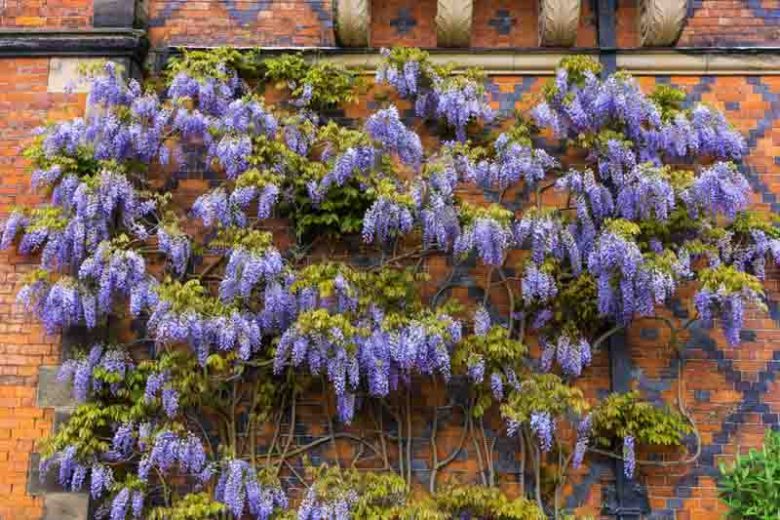 Chinese Wisteria, Japanese Wisteria, Silky Wisteria, Wisteria Sinensis, Wisteria Floribunda, Wisteria Brachybotrys, Fragrant vines, Fragrant flowers