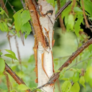 Betula 'Fascination', Birch 'Fascination', Betula utilis 'Fascination', Betula albosinensis 'Fascination', Tree with fall color, Fall color, Attractive bark Tree, Chinese white Birch