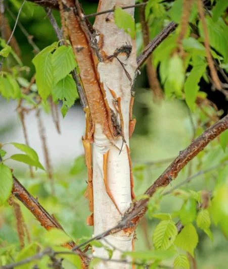 Betula 'Fascination', Birch 'Fascination', Betula utilis 'Fascination', Betula albosinensis 'Fascination', Tree with fall color, Fall color, Attractive bark Tree, Chinese white Birch