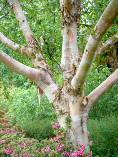 Betula Utilis var. Jacquemontii, Himalayan Birch, West Himalayan Birch, Kashmir Birch, Tree with fall color, Fall color, Attractive bark Tree