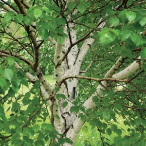 Betula 'White Satin', Birch 'White Satin', Birch 'Madison', Betula 'Madison', Betula utilis 'White Satin', Betula utilis 'Madison', Tree with fall color, Fall color, Attractive bark Tree