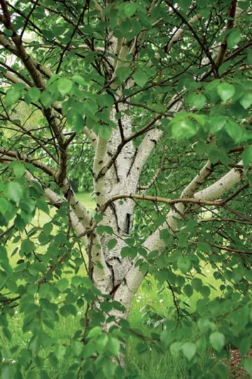 Betula 'White Satin', Birch 'White Satin', Birch 'Madison', Betula 'Madison', Betula utilis 'White Satin', Betula utilis 'Madison', Tree with fall color, Fall color, Attractive bark Tree