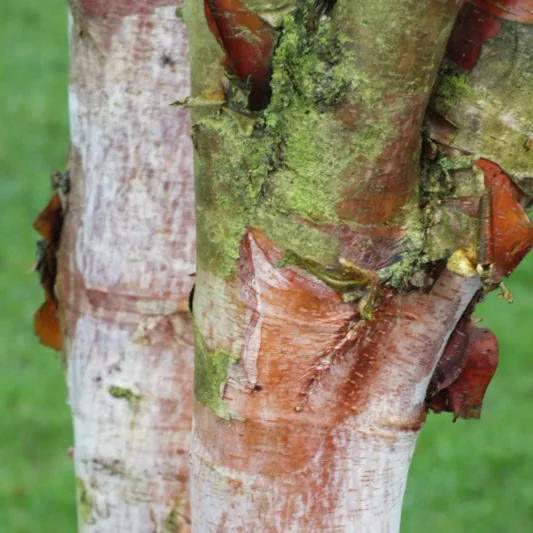 Betula albosinensis var. septentrionalis, Chinese Red Birch, Tree with fall color, Fall color, Attractive bark Tree, Chinese Red Birch, Red Bark