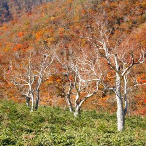 Betula ermanii, Erman's Birch, Gold Birch, Russian Rock Birch, Tree with fall color, Fall color, Attractive bark Tree, white Birch,