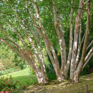 Betula ermanii 'Grayswood Hill', Birch 'Grayswood Hill', Erman's birch 'Grayswood Hill',
