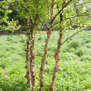 Betula nigra 'Heritage', River Birch 'Heritage', Black Birch 'Heritage', Betula nigra 'Cully', River Birch 'Cully', Tree with fall color, Fall color, Attractive bark Tree