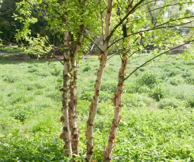 Betula nigra 'Heritage', River Birch 'Heritage', Black Birch 'Heritage', Betula nigra 'Cully', River Birch 'Cully', Tree with fall color, Fall color, Attractive bark Tree