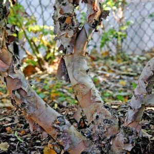 Betula nigra 'Little King' Fox Valley, River Birch 'Little King', River Birch 'Fox Valley', Tree with fall color, Fall color, Attractive bark Tree