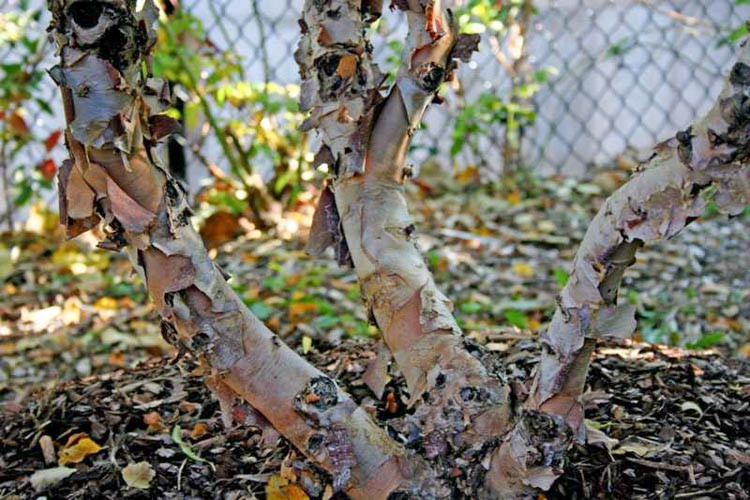 Betula nigra 'Little King' Fox Valley, River Birch 'Little King', River Birch 'Fox Valley', Tree with fall color, Fall color, Attractive bark Tree