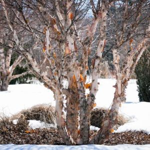 Betula nigra, River Birch, Black Birch, Tree with fall color, Fall color, Attractive bark Tree