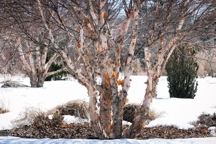 Betula nigra, River Birch, Black Birch, Tree with fall color, Fall color, Attractive bark Tree