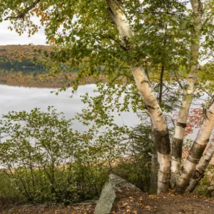 Betula papyrifera, Paper Birch, Canoe Birch, White Birch, Tree with fall color, Fall color, Attractive bark Tree,