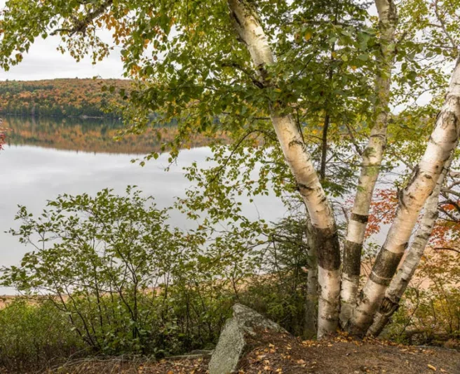 Betula papyrifera, Paper Birch, Canoe Birch, White Birch, Tree with fall color, Fall color, Attractive bark Tree,