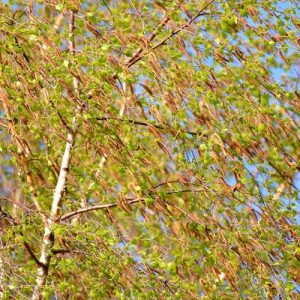 Betula pendula, Silver Birch, Bed Wen, Birk Tree, Common Birch, European White Birch, Lady Birch, Lady of the Woods, Warty Birch, Weeping Birch, Tree with fall color, Fall color, Attractive bark Tree, white Birch,
