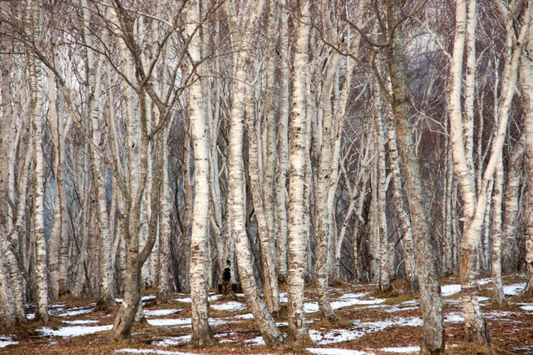 Betula platyphylla, Japanese White Birch, Tree with fall color, Fall color, Attractive bark Tree, white Birch,