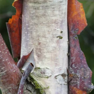 Betula utilis, Himalayan Birch, Betula albosinensis, Betula bhojpattra,Betula albo-sinensis, Tree with fall color, Fall color, Attractive bark Tree, Chinese Red Birch, Red Bark
