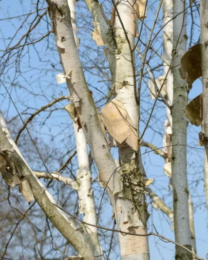 Betula utilis var. jacquemontii 'Doorenbos', Himalayan Birch 'Doorenbos', Himalayan birch 'Snow Queen', Betula utilis 'Snow Queen', Betula utilis var. jacquemontii 'Snow Queen', Betula 'Snow Queen', Tree with fall color, Fall color, Attractive bark Tree, Chinese white Birch,