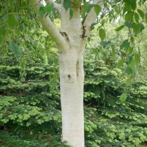 Betula utilis var. jacquemontii 'Grayswood Ghost', Himalayan Birch 'Grayswood Ghost', Betula utilis var. jacquemontii 'Grayswood', Tree with fall color, Fall color, Attractive bark Tree, Chinese white Birch,