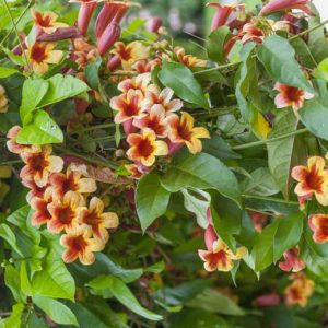 Bignonia capreolata, Cross Vine, Crossvine, Cross-Vine, Trumpet Flower, Orange Vines, Bicolor Vines, Mediterranean Vines, Orange Flowers