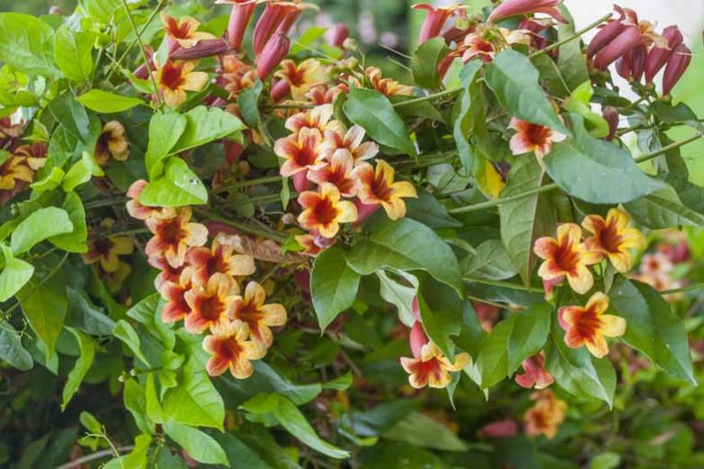 Bignonia capreolata, Cross Vine, Crossvine, Cross-Vine, Trumpet Flower, Orange Vines, Bicolor Vines, Mediterranean Vines, Orange Flowers