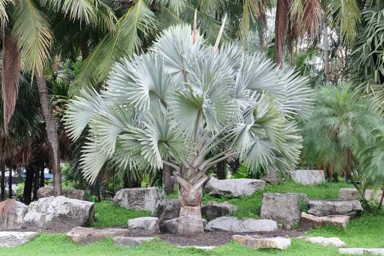 Bismarckia nobilis, Bismarck Palm, Drought tolerant tree, Tropical Plant, Palm Tree, Blue Palm Tree, Blue Palms