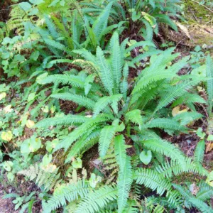 Blechnum Spicant,Hard Fern, Feer Fern, Herringbone Fern, Northern Fern, Rusty Back, Snake Fern, Blechnum boreale, Blechnum heterophyllum, Shade plants, shade perennial, plants for shade, plants for wet soil