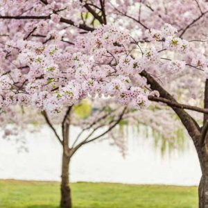 Japanese Flowering Cherries, Flowering Cherries, Blooming season Flowering Cherries, Sakura, Fragrant Cherry Blossom,  Higan cherry,Yoshino Cherry, Fuji cherry