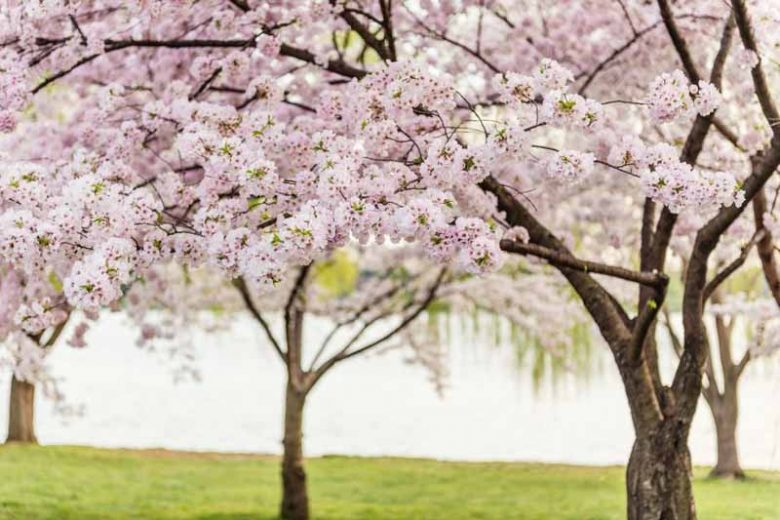 Japanese Flowering Cherries, Flowering Cherries, Blooming season Flowering Cherries, Sakura, Fragrant Cherry Blossom,  Higan cherry,Yoshino Cherry, Fuji cherry