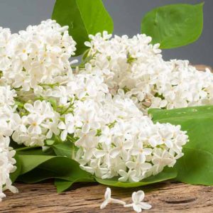 Lilac seasons, Lilac blooming season, Lilac bloom times, Earlt Lilac, Late blooming lilac, Fragrant Shrubs, Small Shrubs, Syringa vulgaris, Common Lilac, Dwarf Lilacs, Reblooming Lilacs