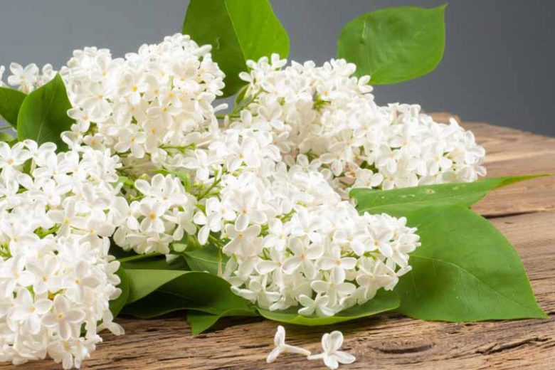 Lilac seasons, Lilac blooming season, Lilac bloom times, Earlt Lilac, Late blooming lilac, Fragrant Shrubs, Small Shrubs, Syringa vulgaris, Common Lilac, Dwarf Lilacs, Reblooming Lilacs