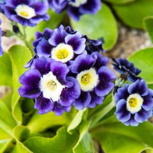 Border Auriculas, Alpine Auriculas, Border Primroses, Garden Auriculas, Dusty Millers, Rock Garden Primulas, Rock Garden Primroses,