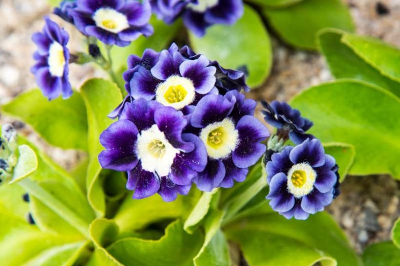 Border Auriculas, Alpine Auriculas, Border Primroses, Garden Auriculas, Dusty Millers, Rock Garden Primulas, Rock Garden Primroses,
