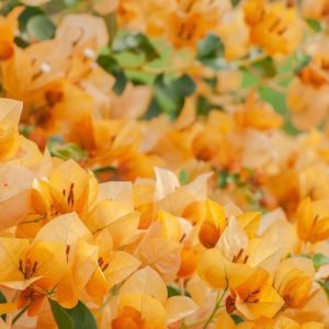 Bougainvillea California Gold, California Gold Bougainvillea, Orange Bougainvillea, Evergreen Shrub, Yellow Bougainvillea