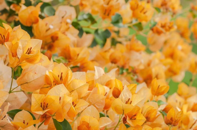 Bougainvillea California Gold, California Gold Bougainvillea, Orange Bougainvillea, Evergreen Shrub, Yellow Bougainvillea