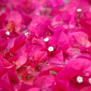 Bougainvillea Helen Johnson, Helen Johnson Bougainvillea, Pink Bougainvillea, Evergreen Shrub, Bicolor Bougainvillea
