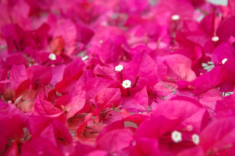 Bougainvillea Helen Johnson, Helen Johnson Bougainvillea, Pink Bougainvillea, Evergreen Shrub, Bicolor Bougainvillea
