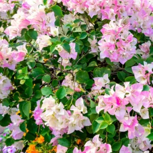 Bougainvillea Imperial Delight, Imperial Delight Bougainvillea, Bougainvillea 'Imperial Thai Delight', Pink Bougainvillea, Evergreen Shrub, Bicolor Bougainvillea