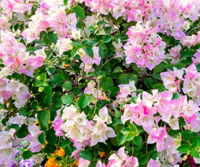 Bougainvillea Imperial Delight, Imperial Delight Bougainvillea, Bougainvillea 'Imperial Thai Delight', Pink Bougainvillea, Evergreen Shrub, Bicolor Bougainvillea
