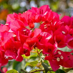 Bougainvillea James Walker, James Walker Bougainvillea, Red Bougainvillea, Evergreen Shrub, Magenta Bougainvillea
