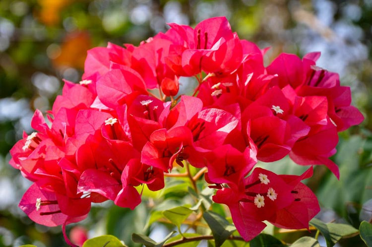 Bougainvillea James Walker, James Walker Bougainvillea, Red Bougainvillea, Evergreen Shrub, Magenta Bougainvillea