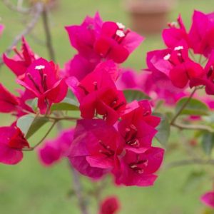 Bougainvillea Juanita Hatten, Juanita Hatten Bougainvillea, Red Bougainvillea, Evergreen Shrub, Purple Bougainvillea