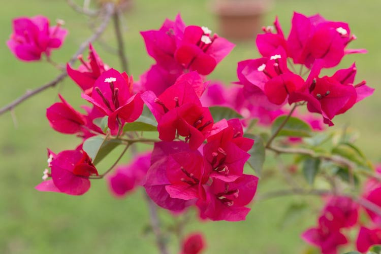 Bougainvillea Juanita Hatten, Juanita Hatten Bougainvillea, Red Bougainvillea, Evergreen Shrub, Purple Bougainvillea